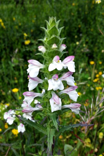 Bellardie multicolore